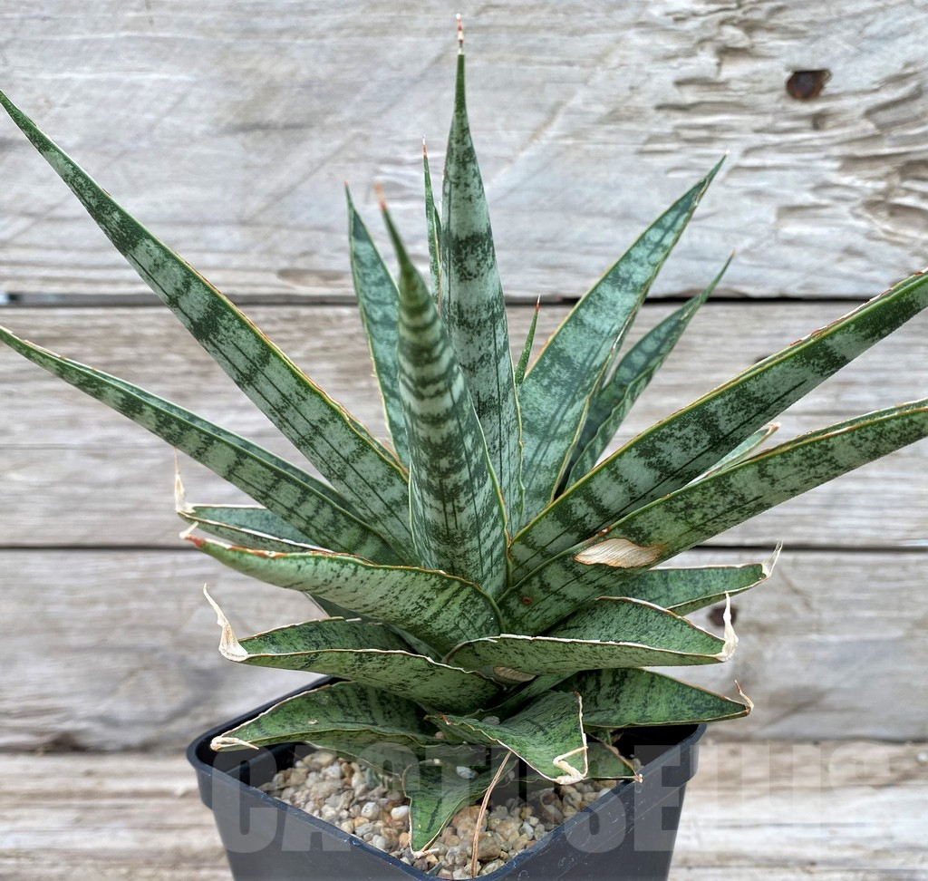 SH13911 Sansevieria 'Sweet Celery' - Image 2