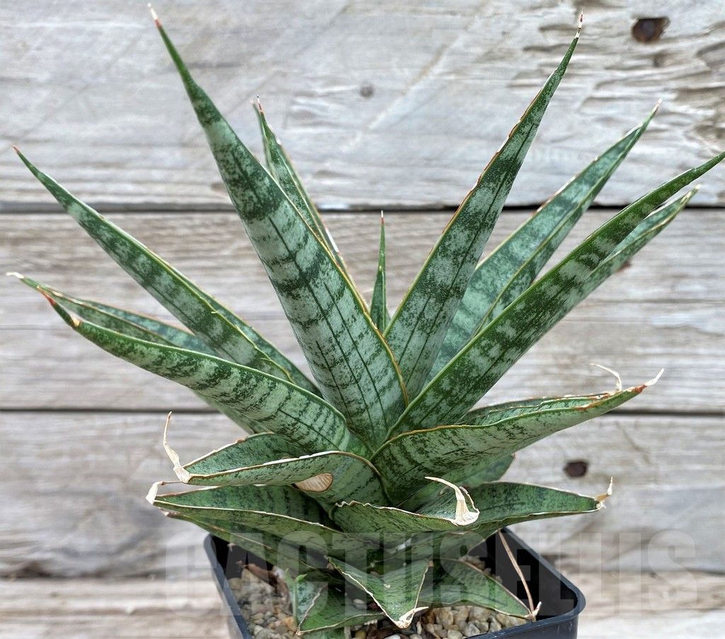 SH13911 Sansevieria 'Sweet Celery' - Image 3