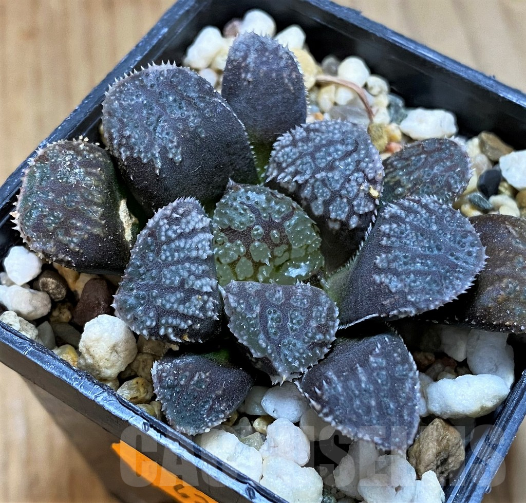 SH12715 Haworthia 'Mordor'