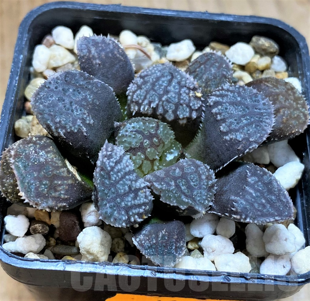 SH12715 Haworthia 'Mordor' - Image 2