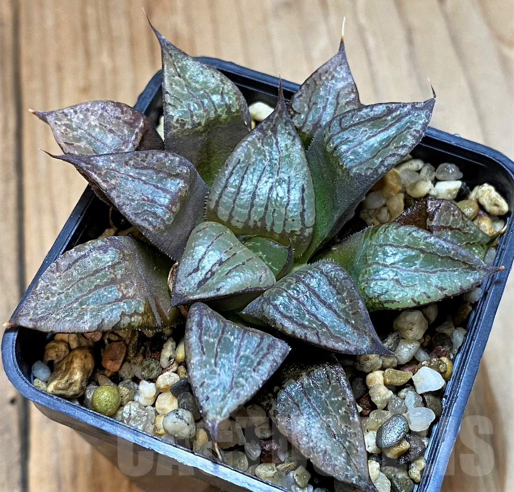 SH12719 Haworthia comptoniana