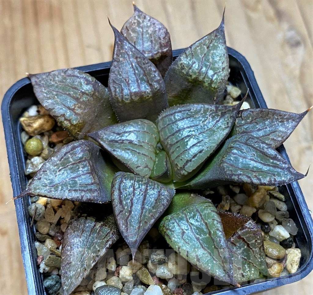 SH12719 Haworthia comptoniana - Image 2