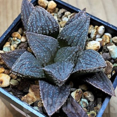 SH12724 Haworthia 'Garasu' x 'Mirin' ex Cactus Nishi