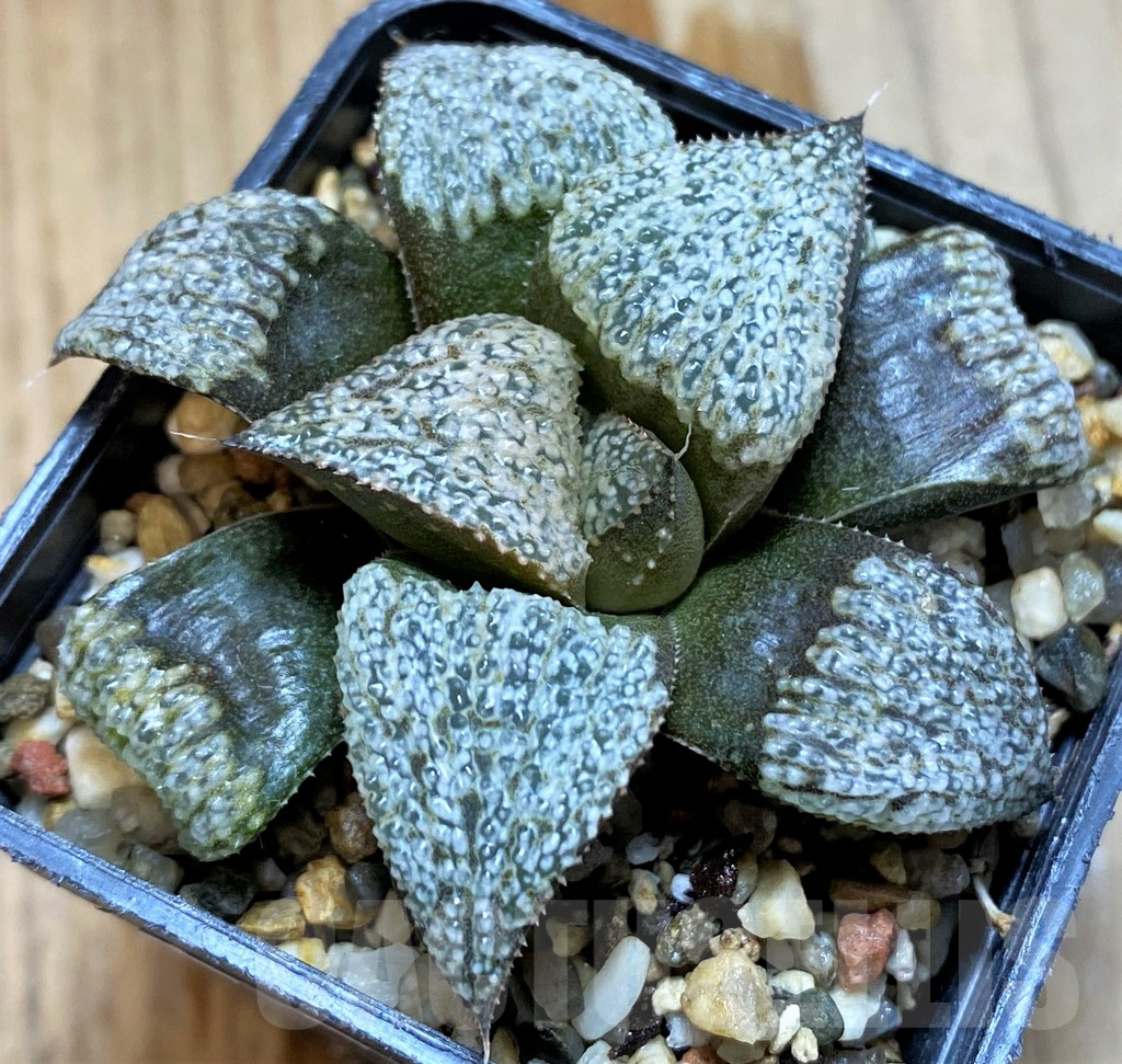 SH12727 Haworthia maughanii x splendens, select form - Image 2
