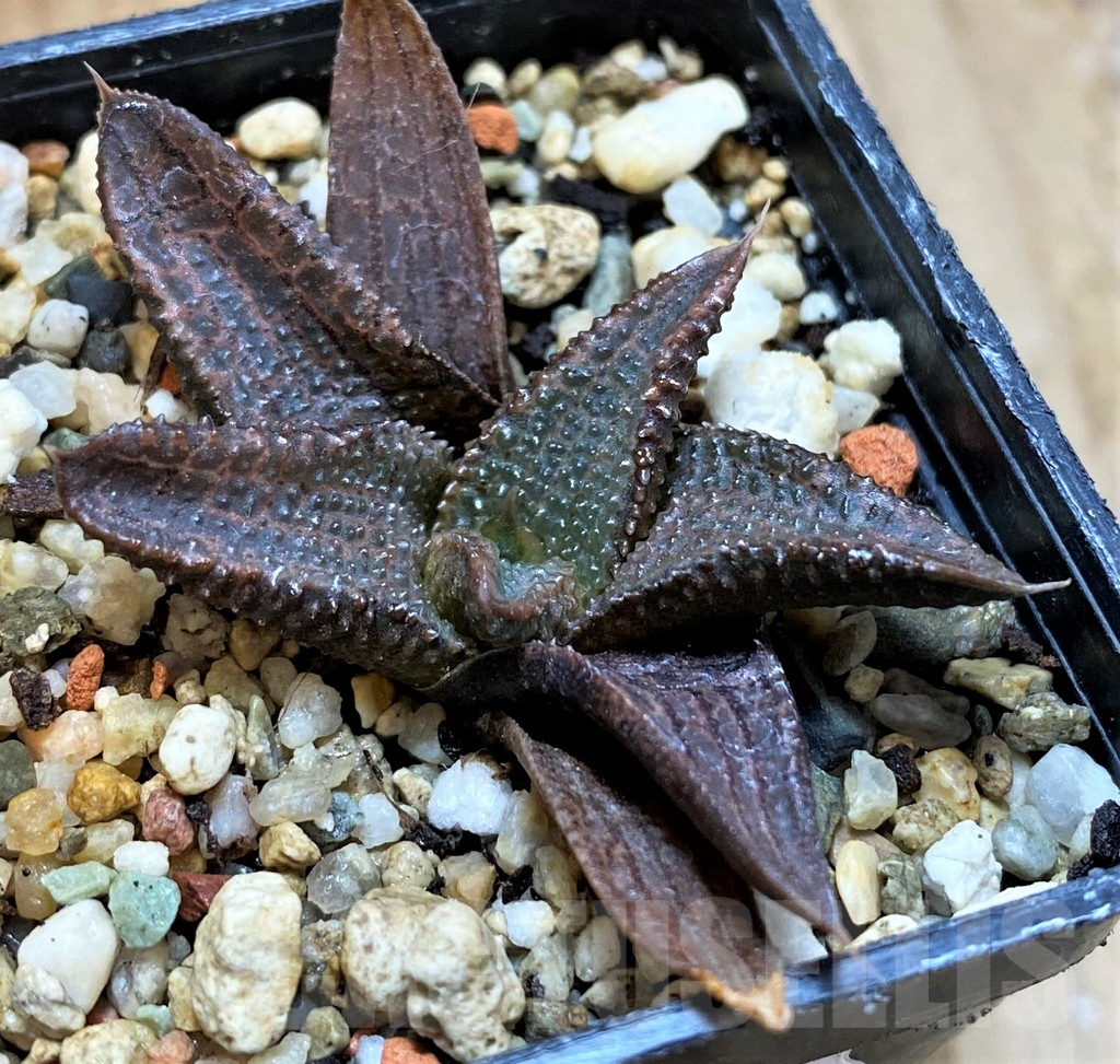 SH12731 Haworthia koelmaniorum hybrid - Image 2
