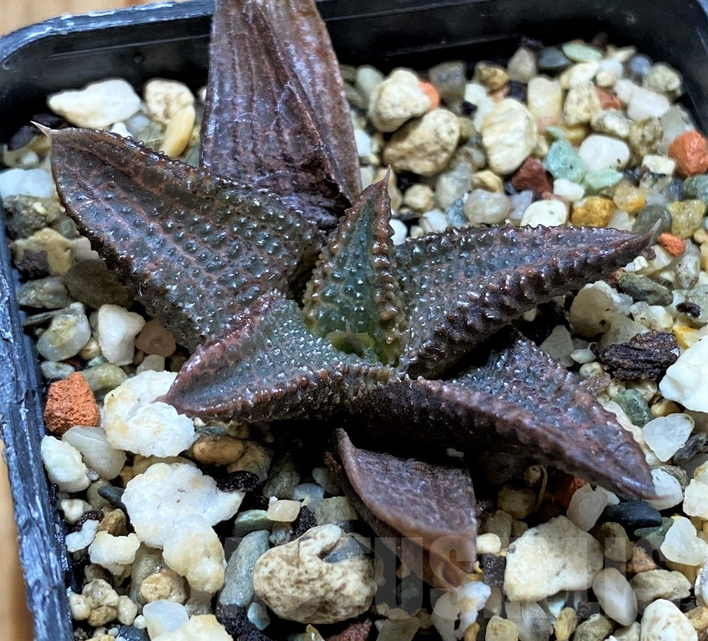 SH12731 Haworthia koelmaniorum hybrid