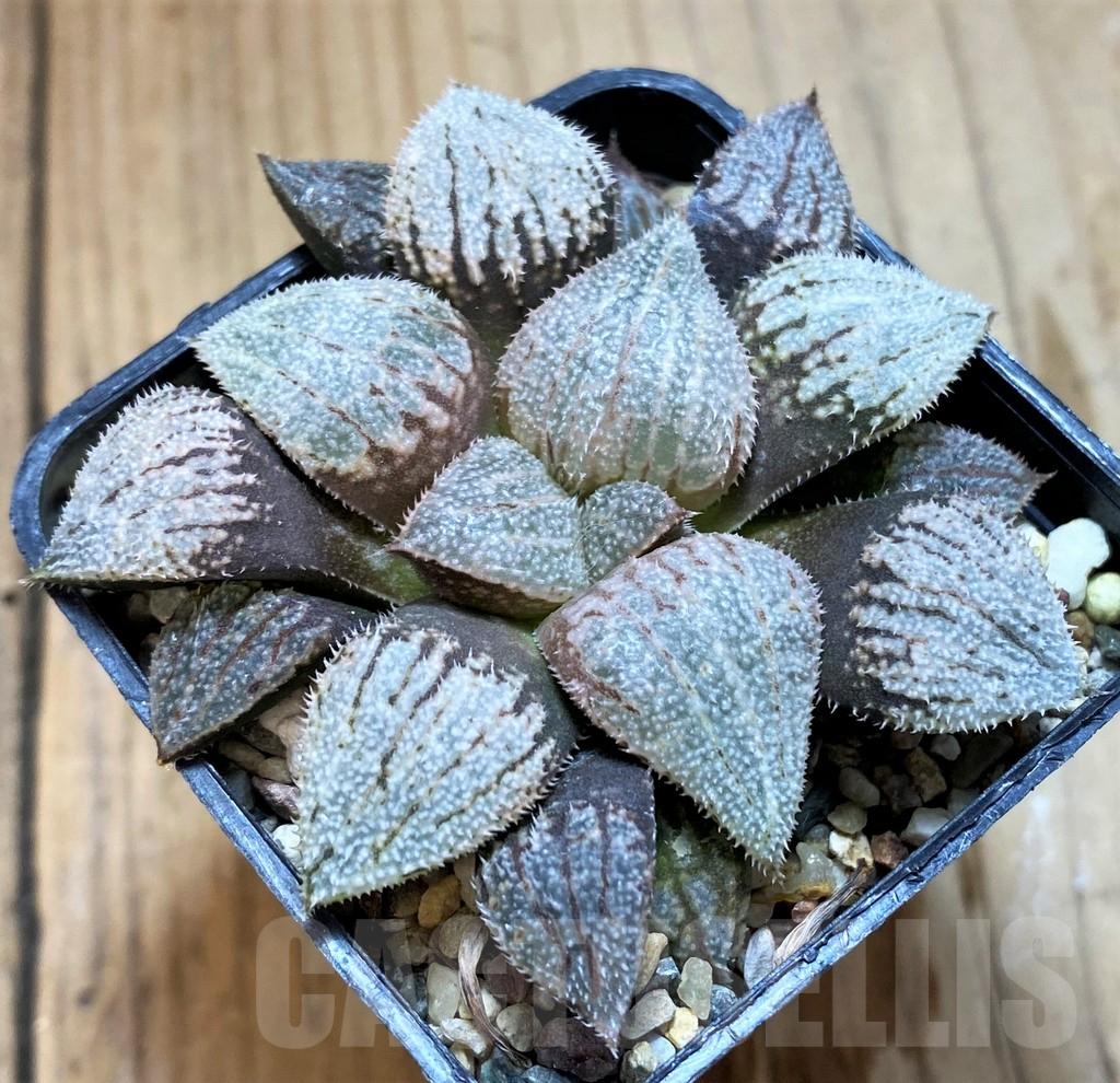 SH12694 Haworthia splendens 'Nautilus' - Image 2
