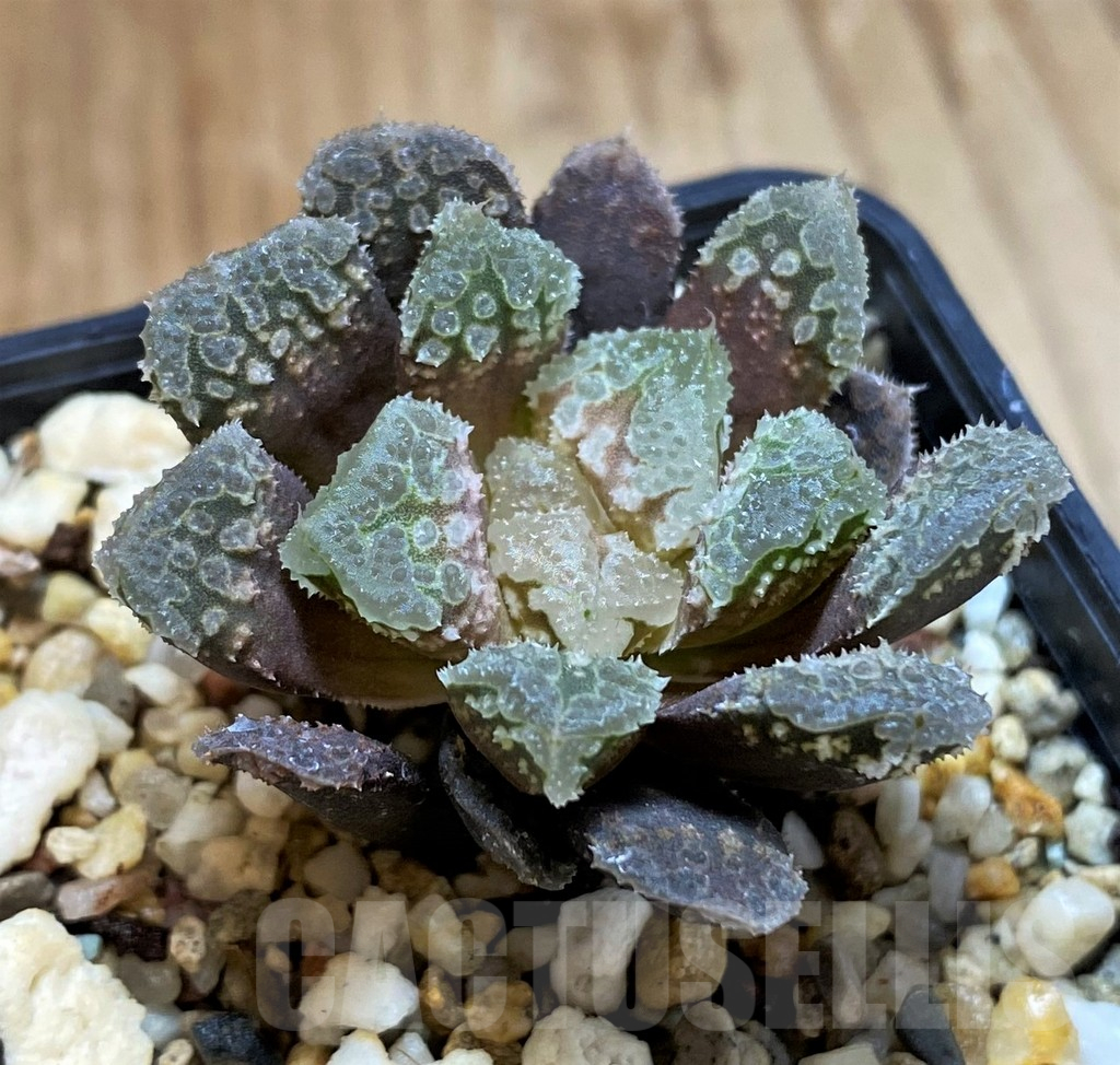 SH12705 Haworthia 'Gorbi' hybrid F2
