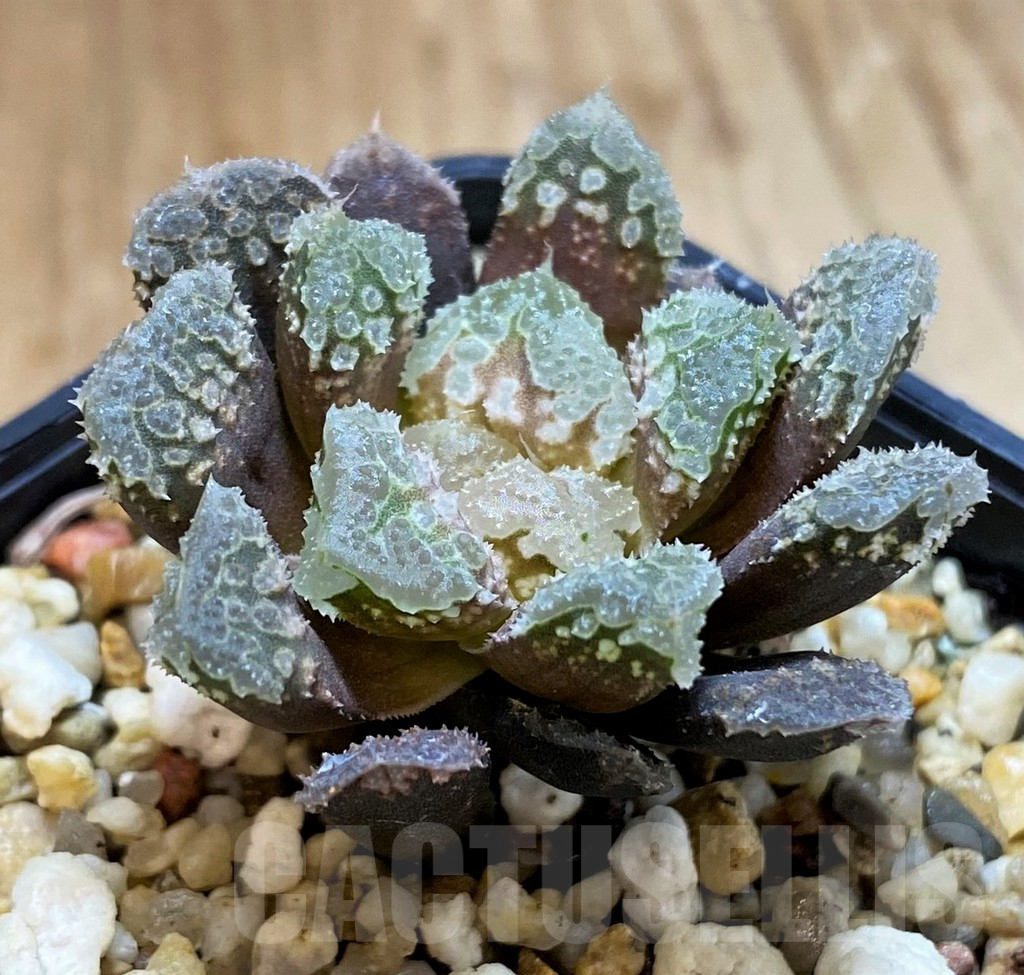 SH12705 Haworthia 'Gorbi' hybrid F2 - Image 2