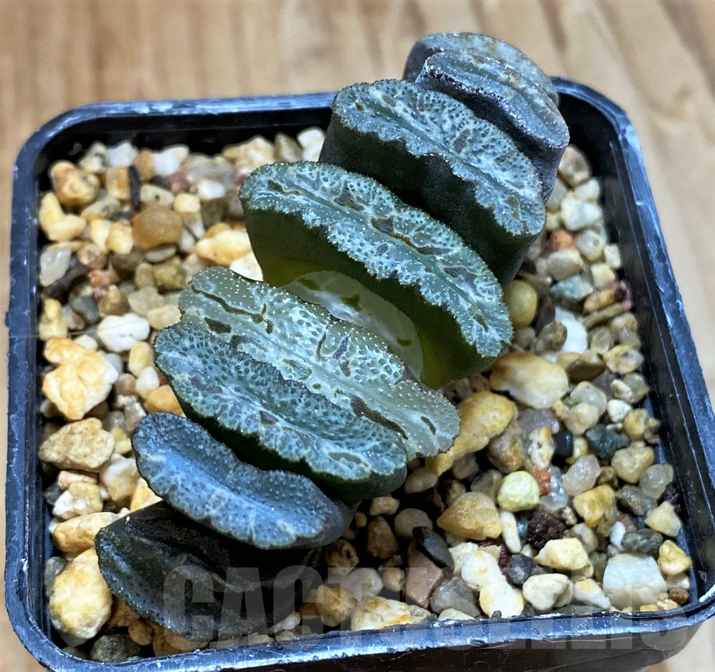SH12708 Haworthia truncata 'Xuanwu Jade Fan'