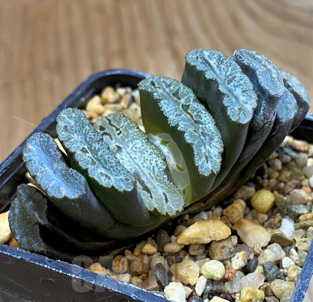 SH12708 Haworthia truncata 'Xuanwu Jade Fan' - Image 2