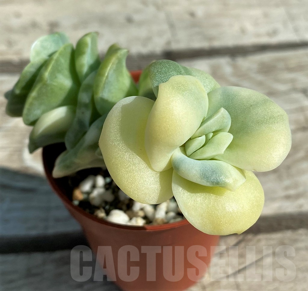 SH12932 Echeveria ‘Lovely Rose’ f. variegata