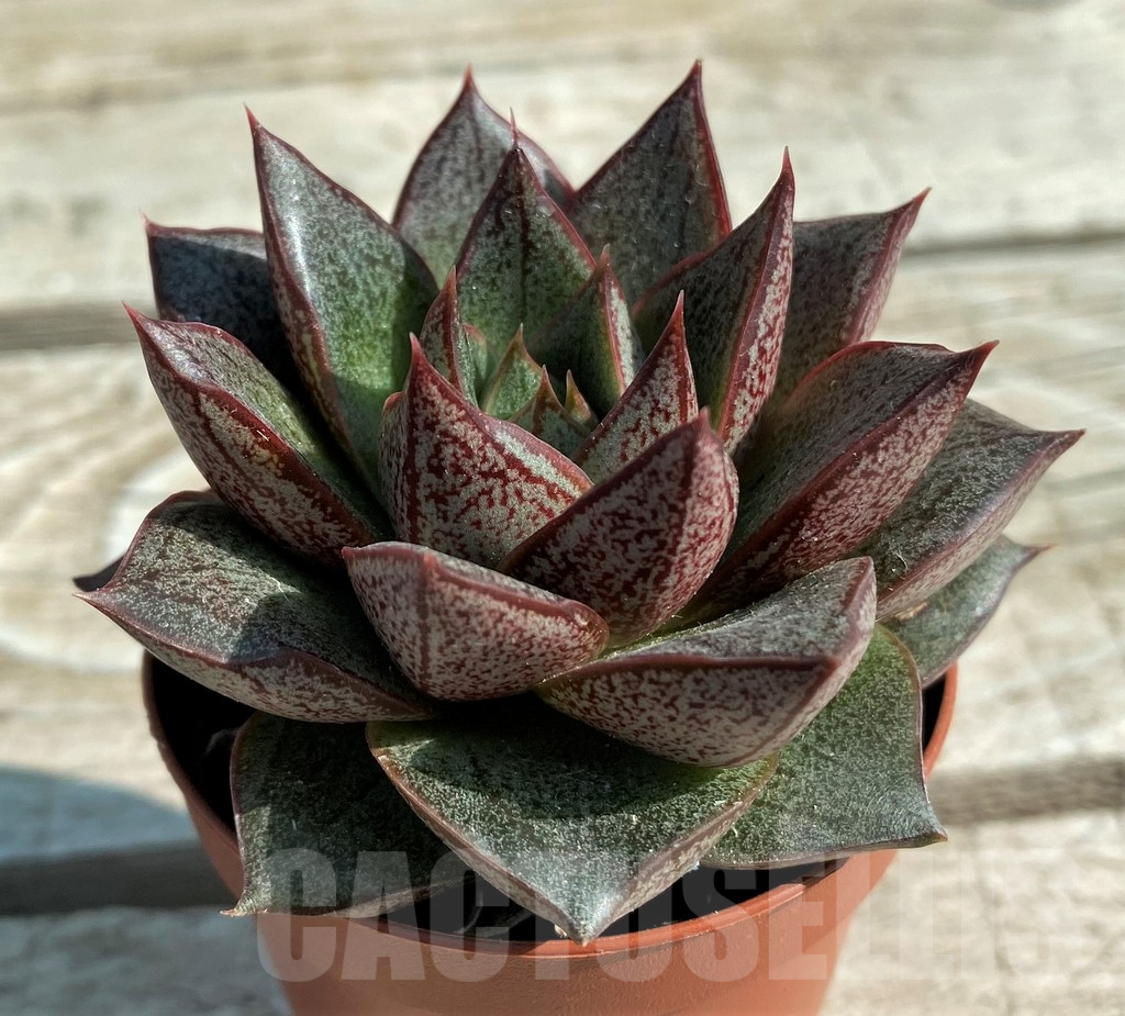 SH12936 Echeveria purpusorum