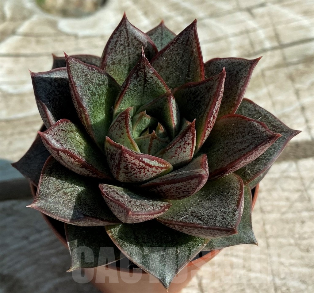 SH12936 Echeveria purpusorum - Image 2