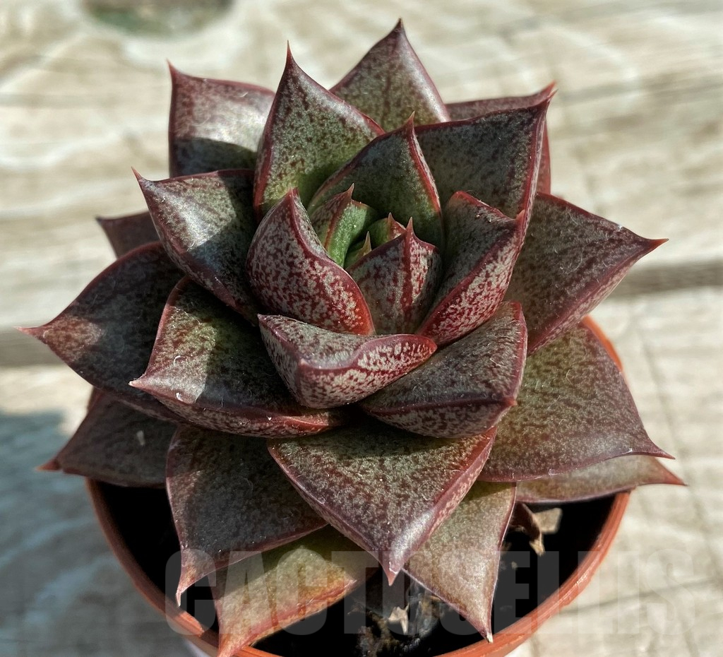 SH12937 Echeveria purpusorum