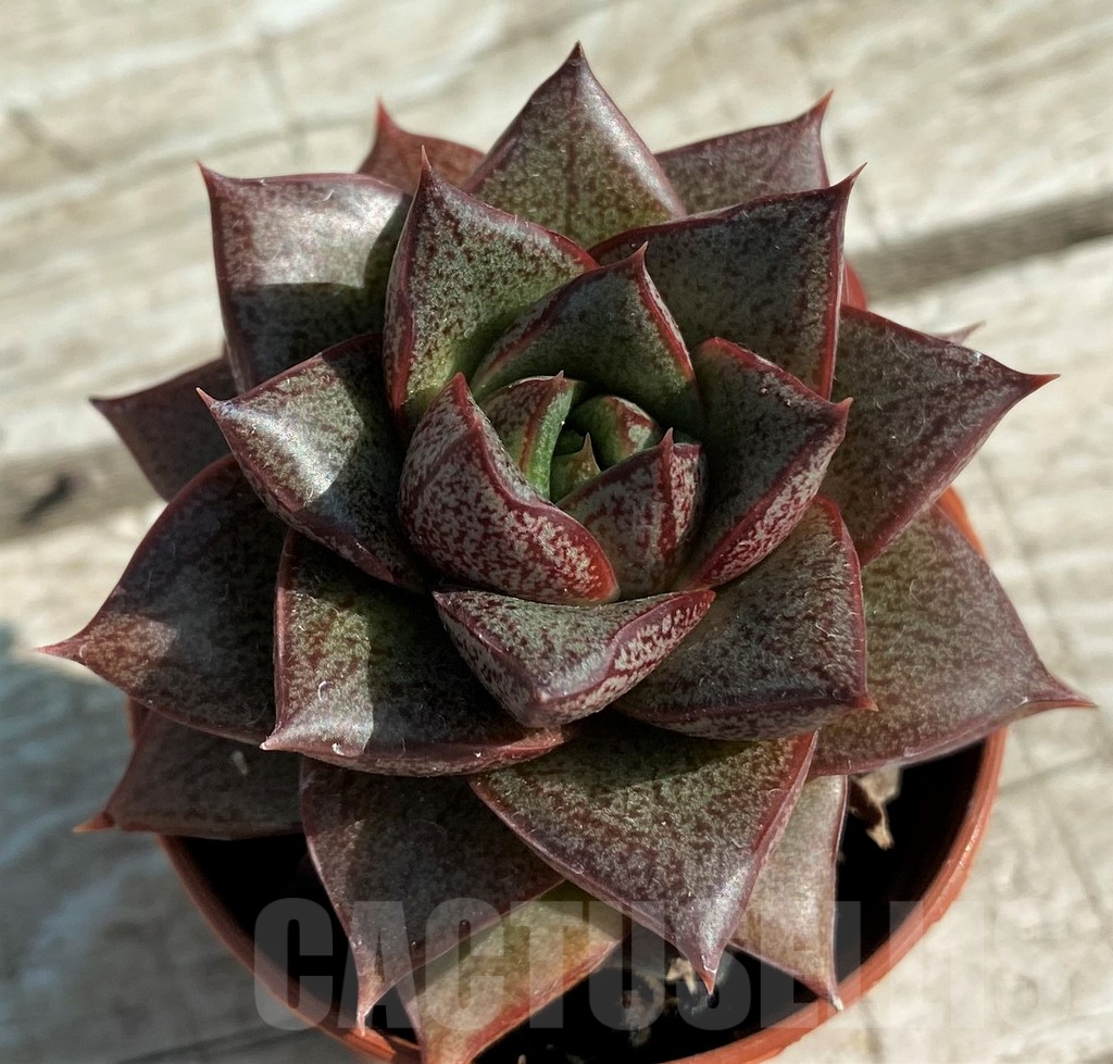 SH12937 Echeveria purpusorum - Image 2