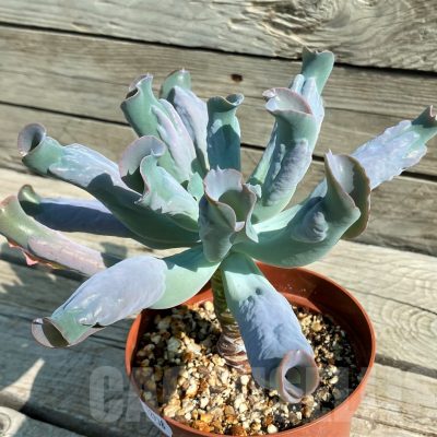 SH12938 Echeveria 'Culibra'