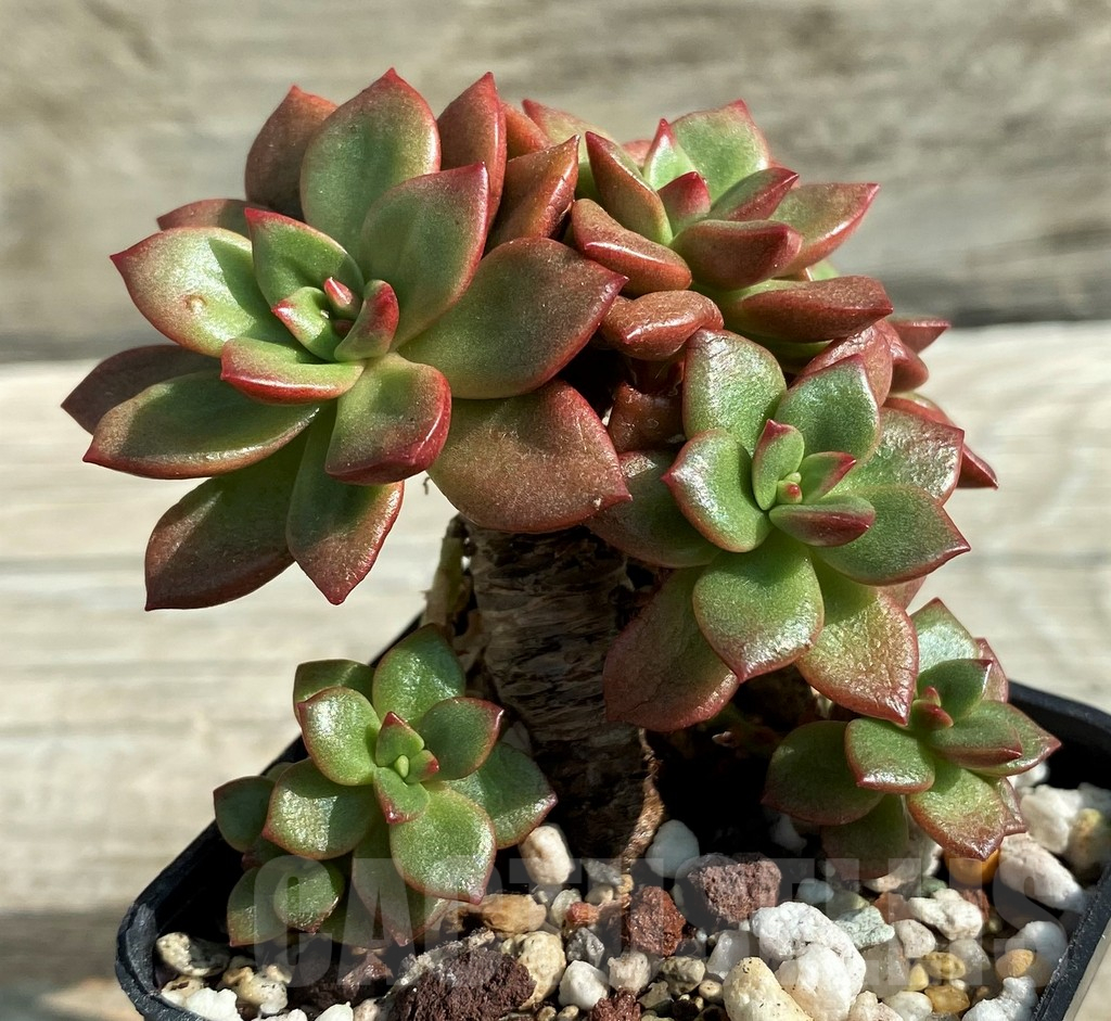 SH12940 Echeveria 'Chapote' - Image 2