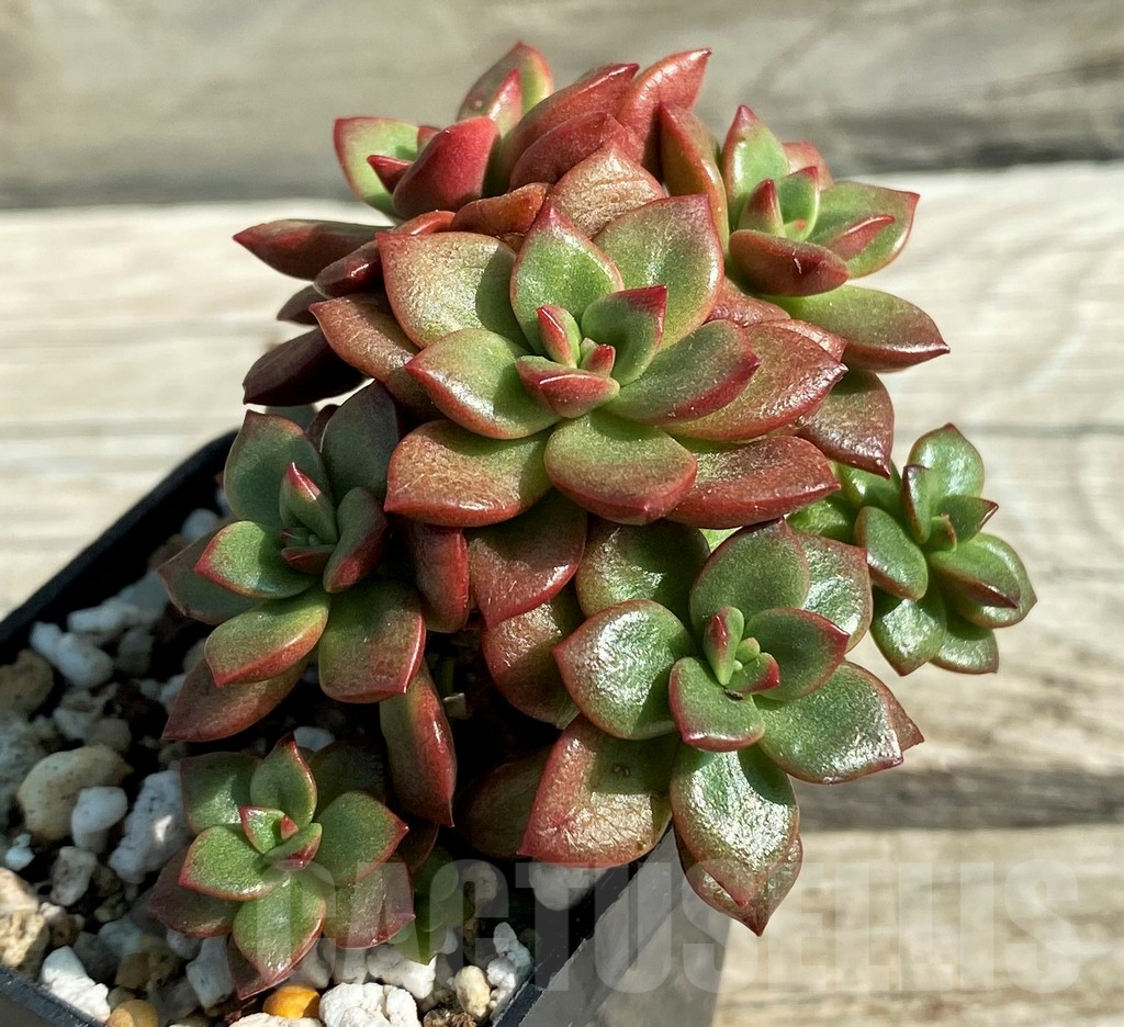 SH12940 Echeveria 'Chapote'