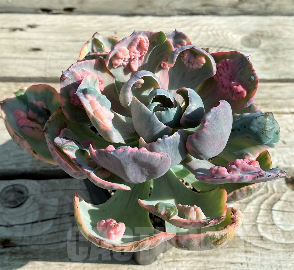SH12945 Echeveria ‘Beyoncé Rainbow’ - Image 3