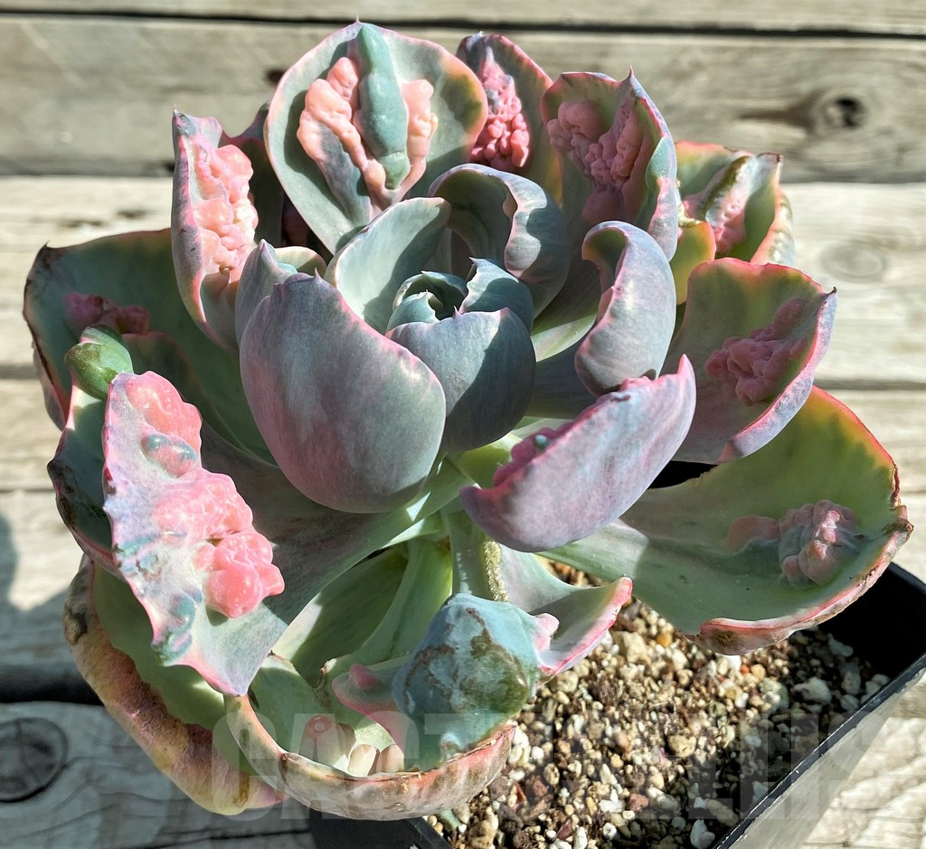 SH12945 Echeveria ‘Beyoncé Rainbow’ - Image 2