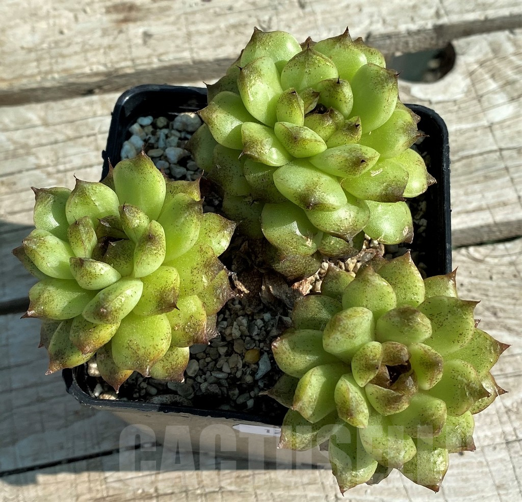SH12948 Echeveria 'Red Crystal' - Image 2