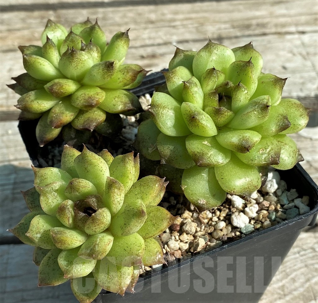 SH12948 Echeveria 'Red Crystal'