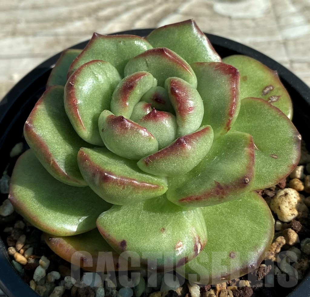 SH12953 Echeveria ‘Moonstone’ - Image 2