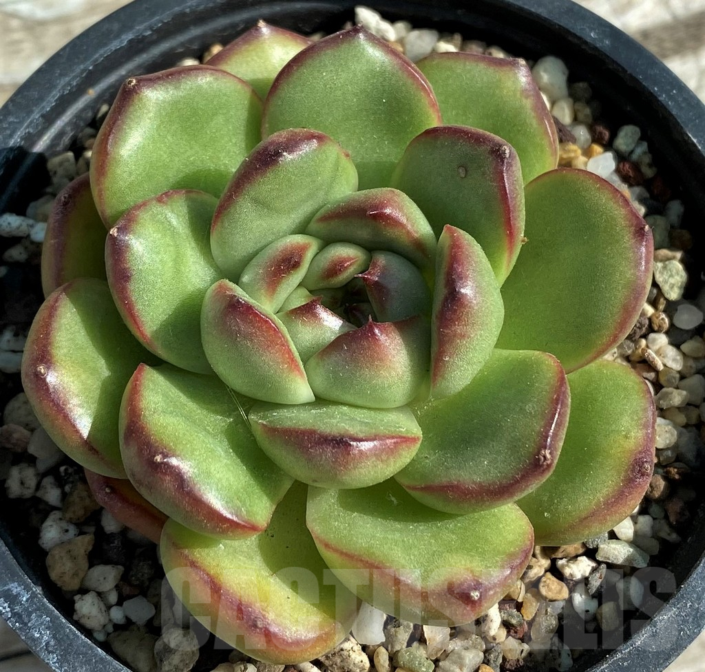SH12954 Echeveria ‘Moonstone’ - Image 2