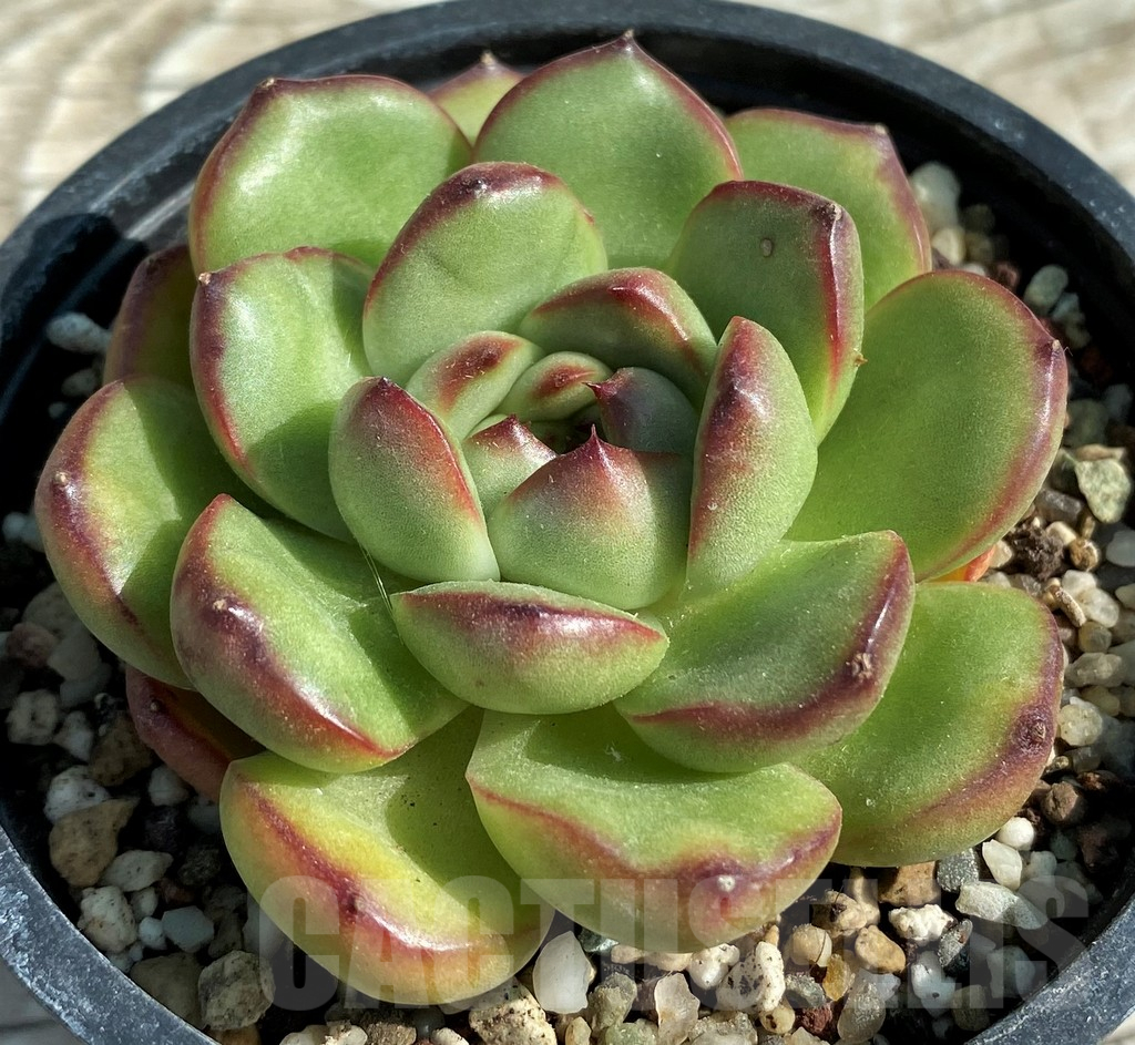 SH12954 Echeveria ‘Moonstone’