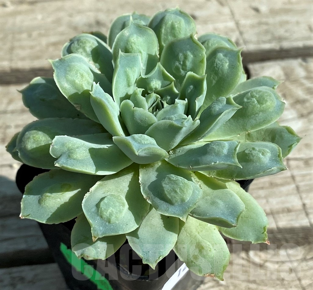 SH12957 Echeveria elegans ‘Rose with bomps’ - Image 2