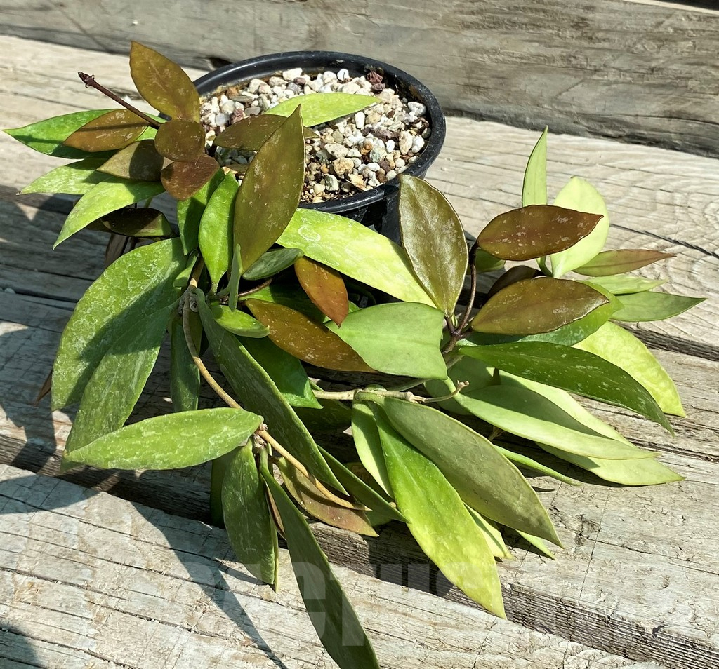 SH12960 Hoya gracilis