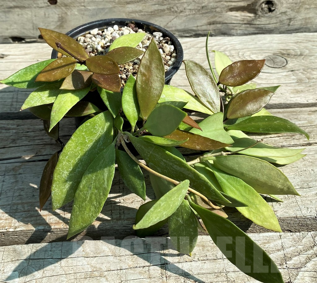 SH12960 Hoya gracilis - Image 2