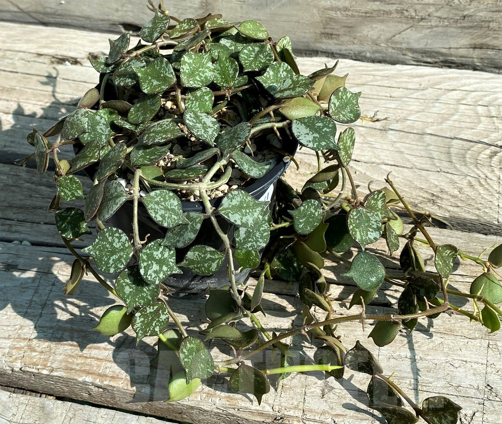 SH12961 Hoya curtisii
