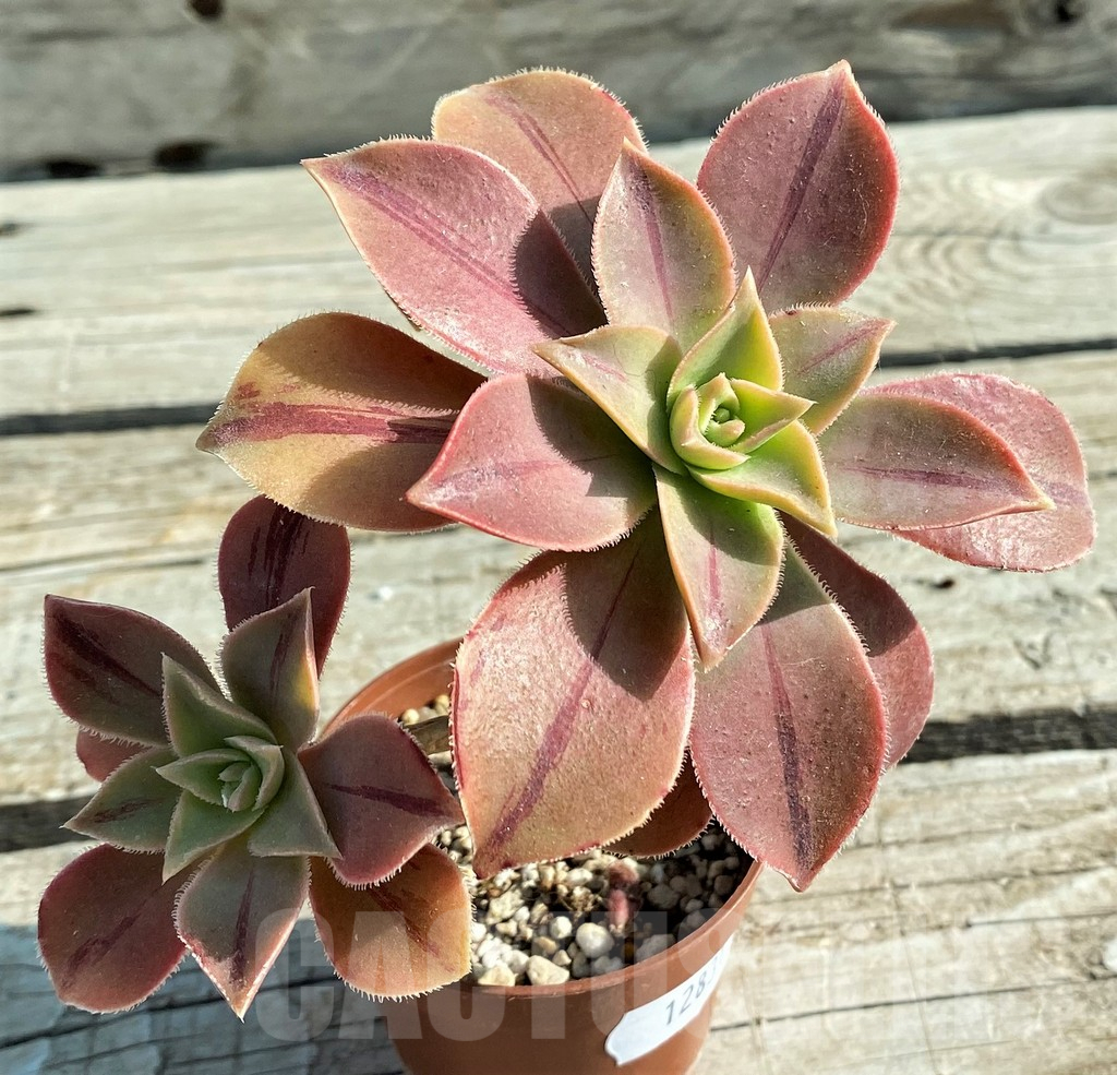 SH12831 Aeonium ‘Leucoblepharum’