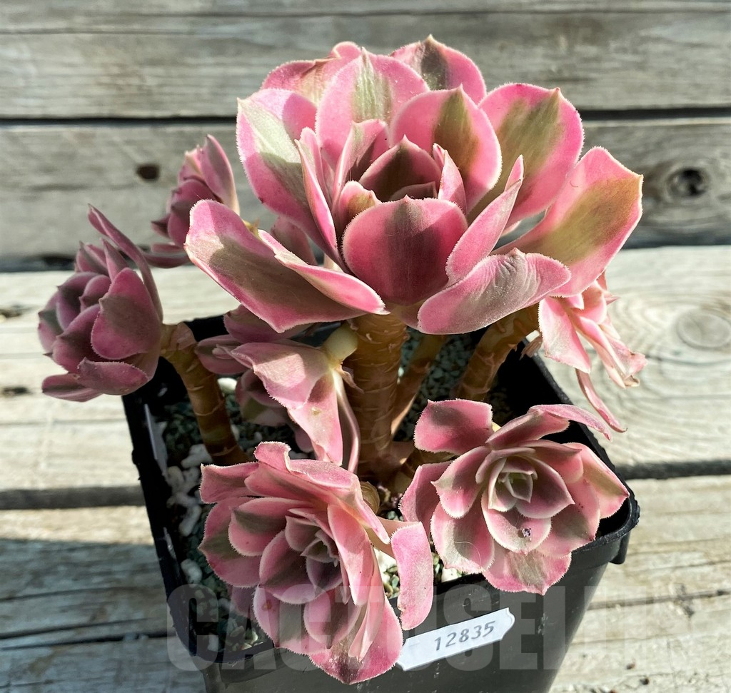 SH12835 Aeonium ‘Red/Pink Witch’