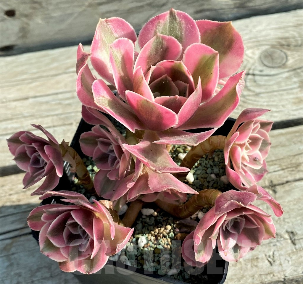SH12835 Aeonium ‘Red/Pink Witch’ - Image 2