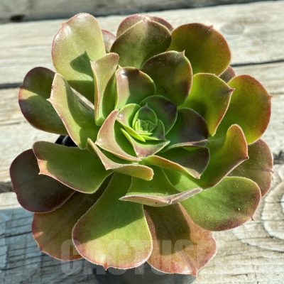 SH12836 Aeonium sp.