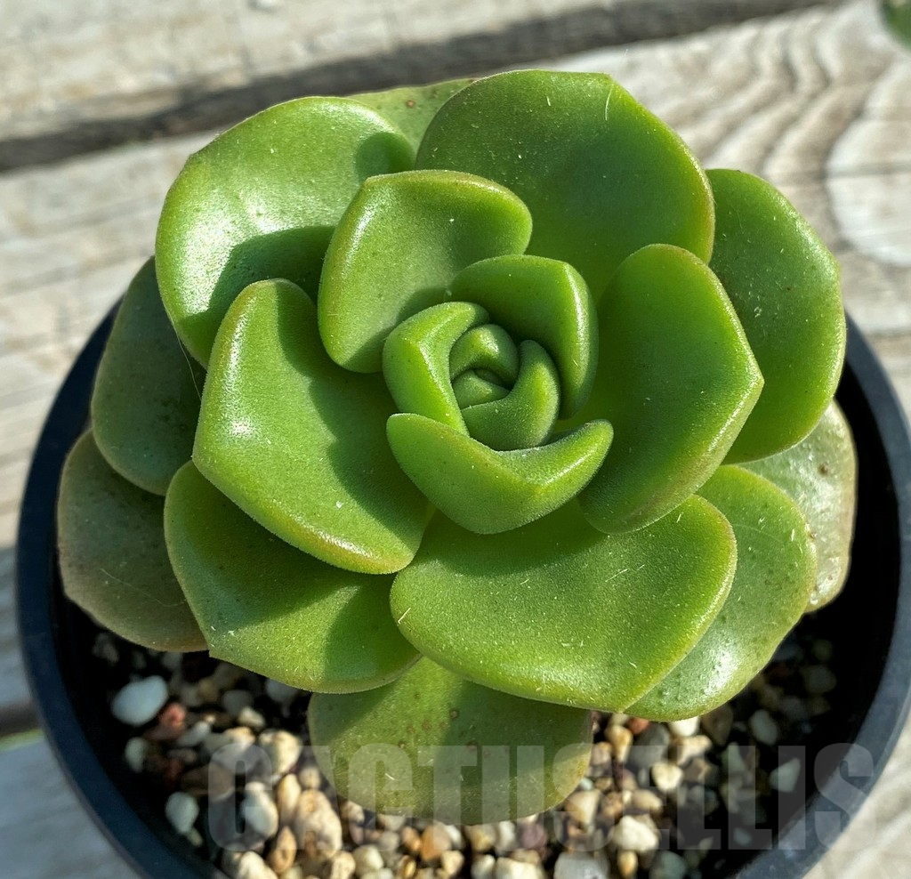 SH12837 Aeonium 'Lily Pad'