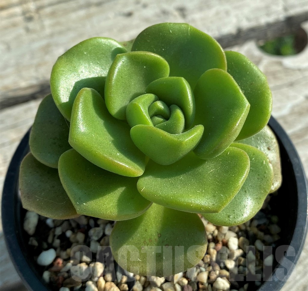 SH12837 Aeonium 'Lily Pad' - Image 2