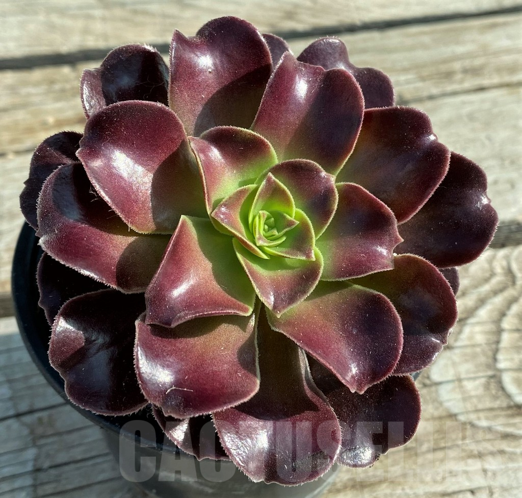 SH12838 Aeonium ‘Velour’