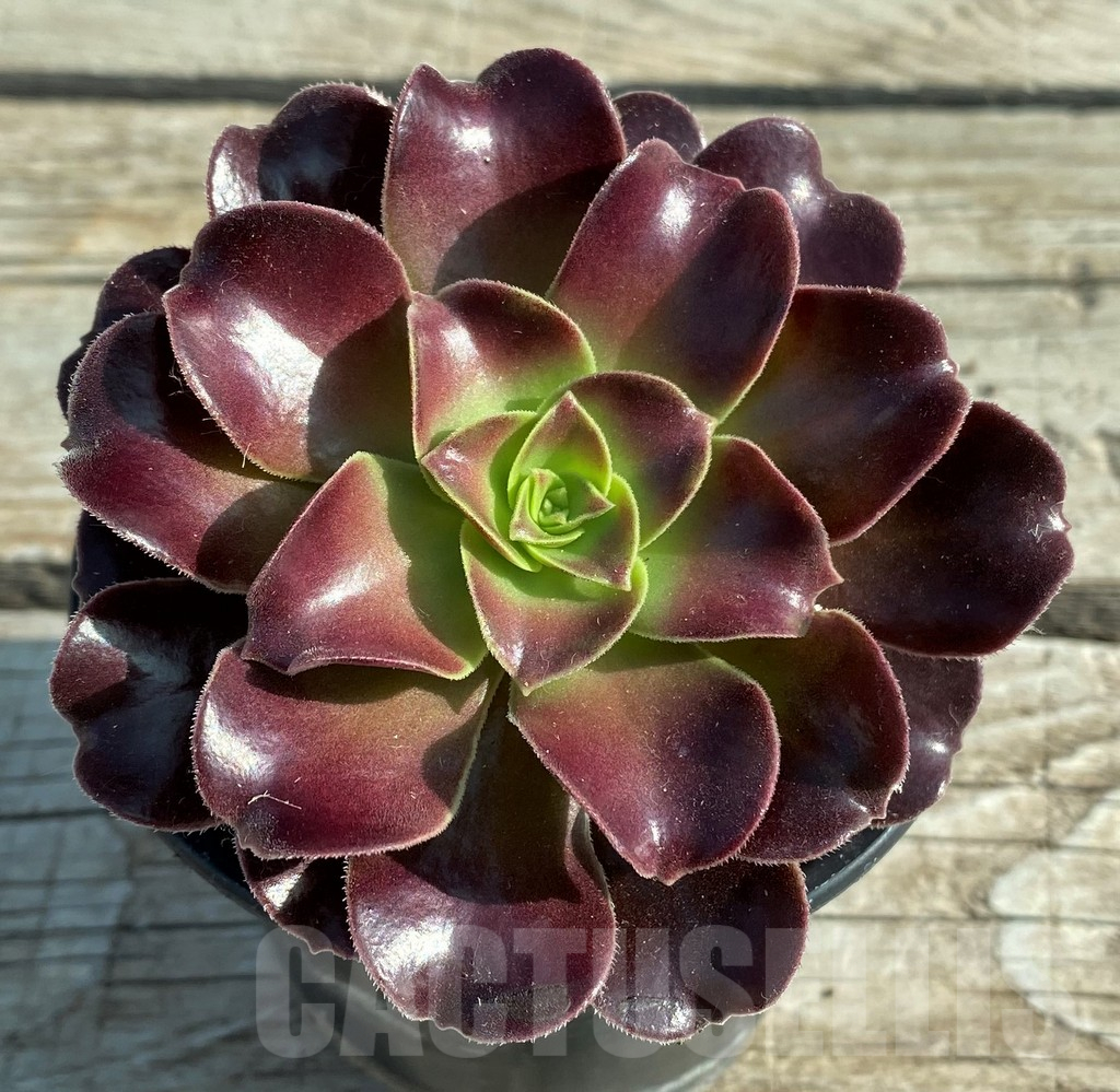 SH12838 Aeonium ‘Velour’ - Image 2