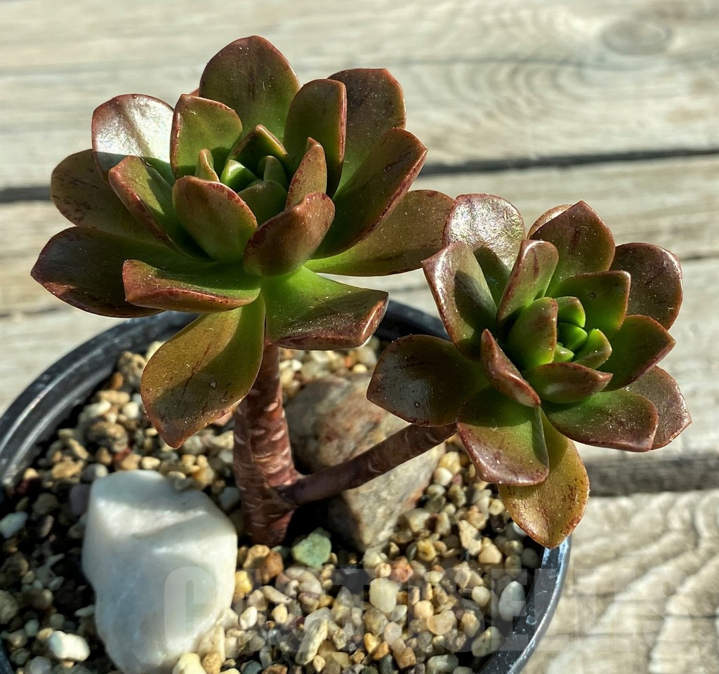 SH12839 Aeonium ‘Bronze medal’ - Image 2
