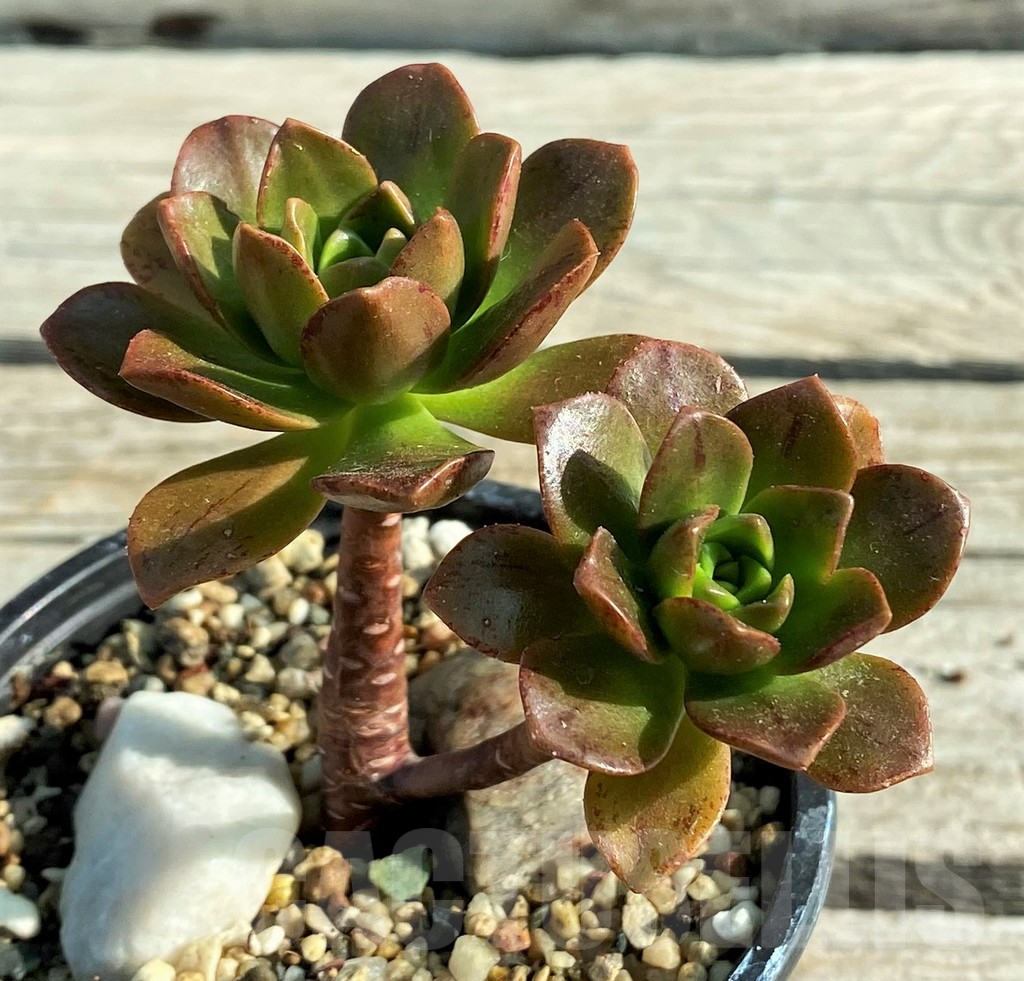 SH12839 Aeonium ‘Bronze medal’