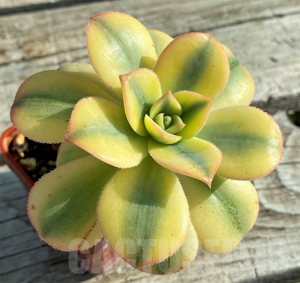 SH12843 Aeonium ‘Sunburst’