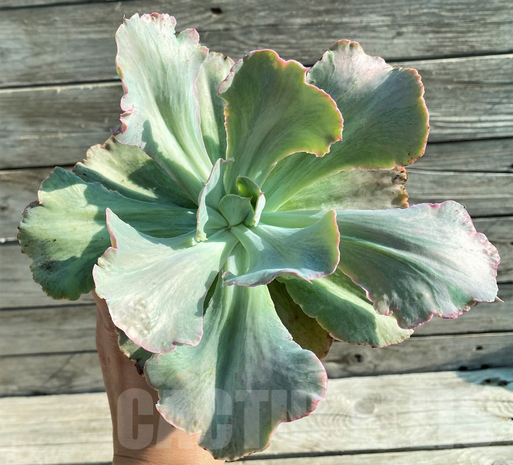 SH12844 Echeveria chantilly ‘Green mint’ - Image 3
