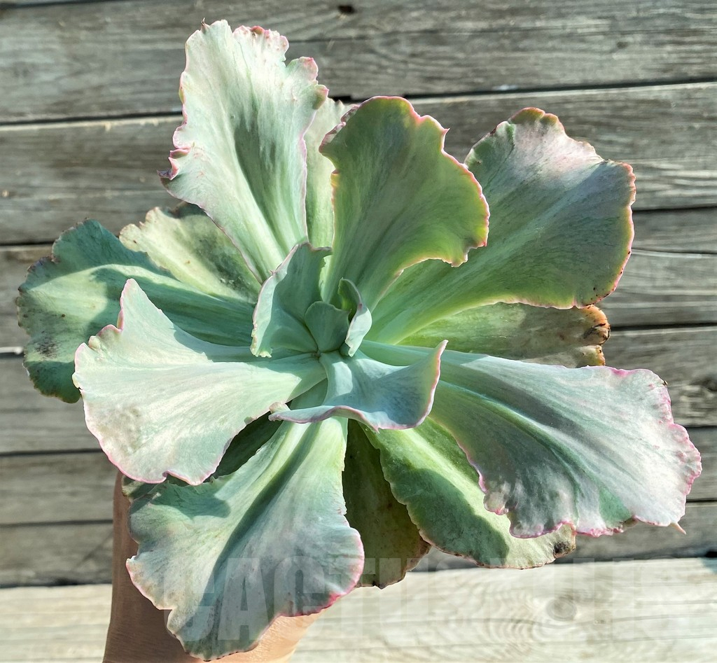 SH12844 Echeveria chantilly ‘Green mint’ - Image 2