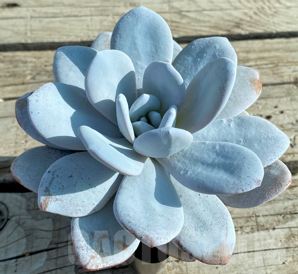 SH12847 Echeveria ‘Laui’ - Image 2