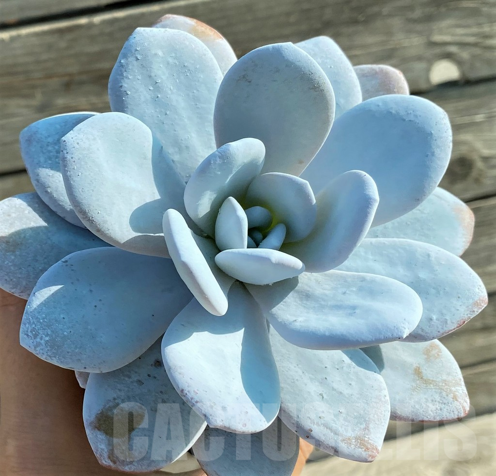 SH12847 Echeveria ‘Laui’