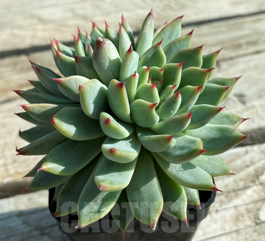 SH12852 Echeveria colorata